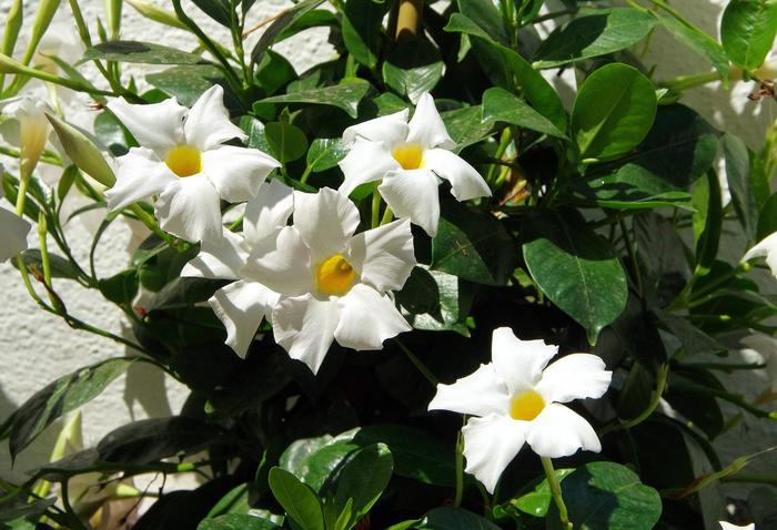 Sun Parasol® 'Giant White' - Mandevilla from Robinson Florists