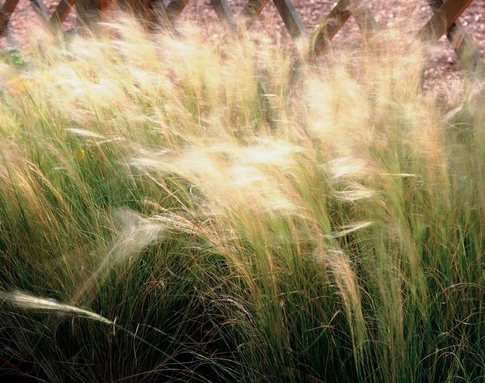 Mexican Feather Grass - Nassella tenuissima from Robinson Florists