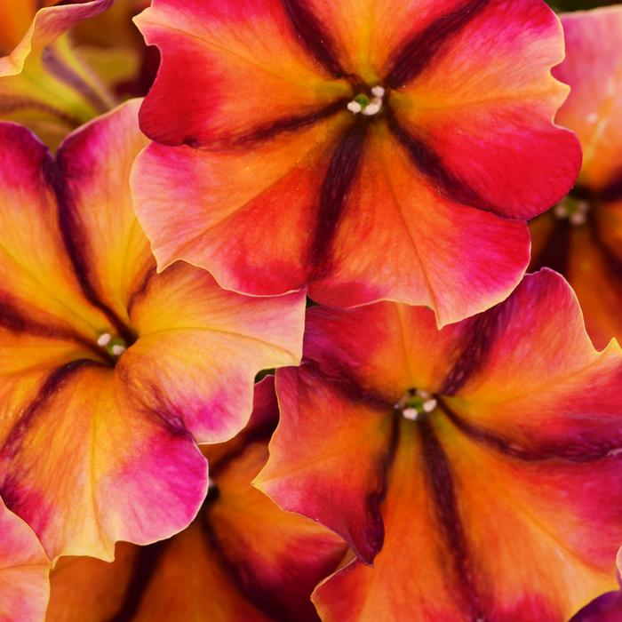Crazytunia&reg; 'Tiki Torch' - Petunia from Robinson Florists