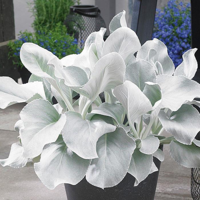 'Angel Wings' - Senecio candicans from Robinson Florists