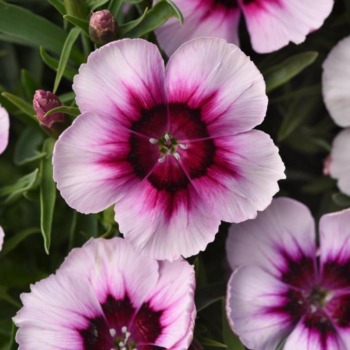 Coronet™ 'White Purple Eye' - Dianthus chinensis (Pinks) from Robinson Florists