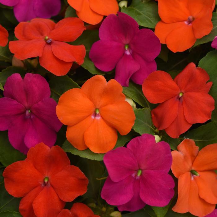 Beacon&reg; 'Sanibel Mix' - Impatiens walleriana from Robinson Florists