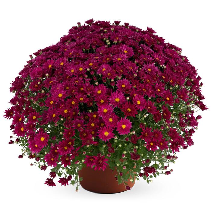 Teresa™ 'Pink' - Chrysanthemum x morifolium (Garden Mum) from Robinson Florists