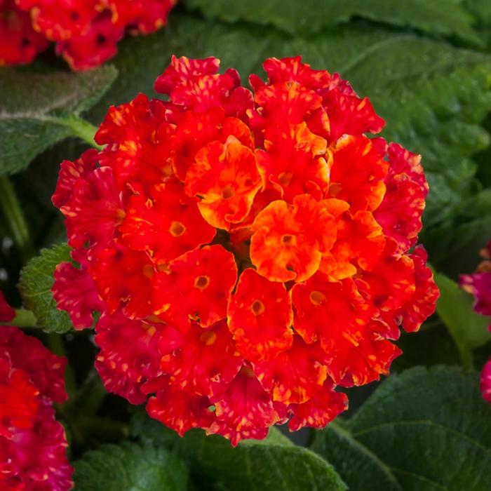 Bandana® 'Black Cherry' - Lantana camara from Robinson Florists