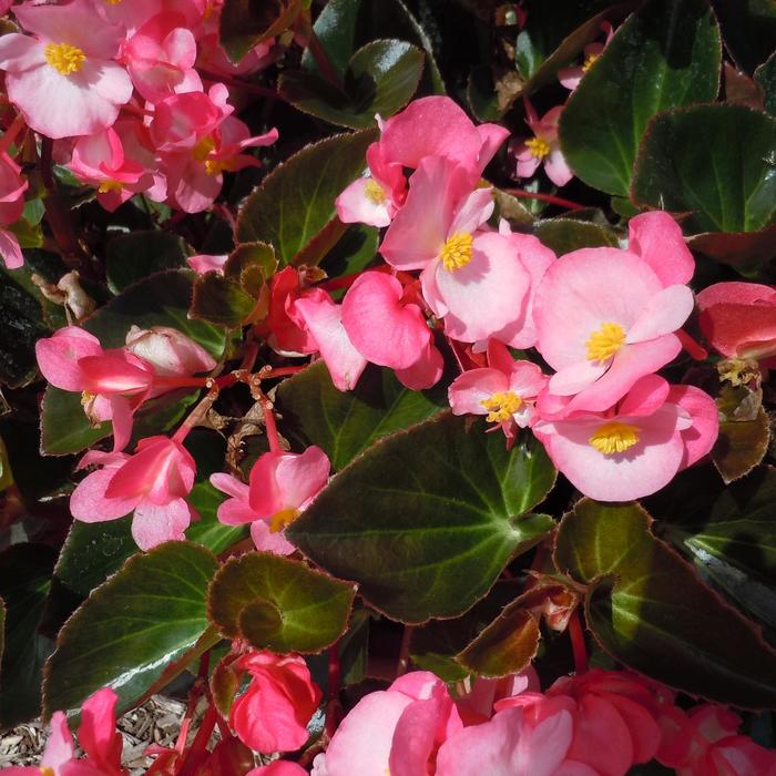 Big™ 'Pink Bronze Leaf' - Begonia x benariensis from Robinson Florists