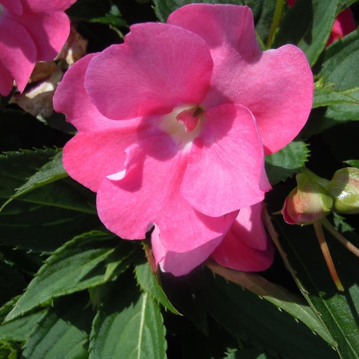 SunPatiens® Pretty Pink - Impatiens from Robinson Florists