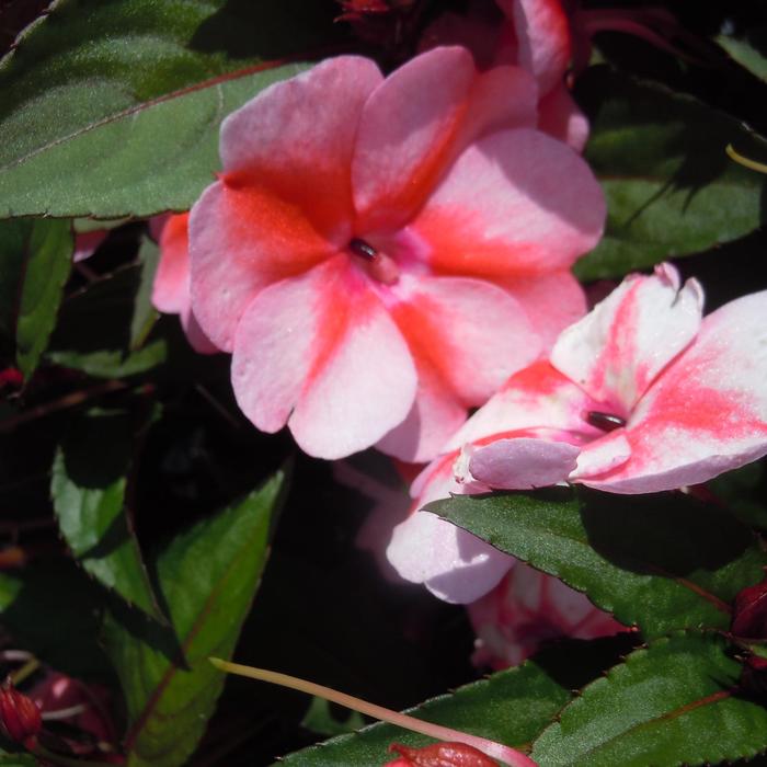 SunPatiens® Peach Candy - Impatiens from Robinson Florists