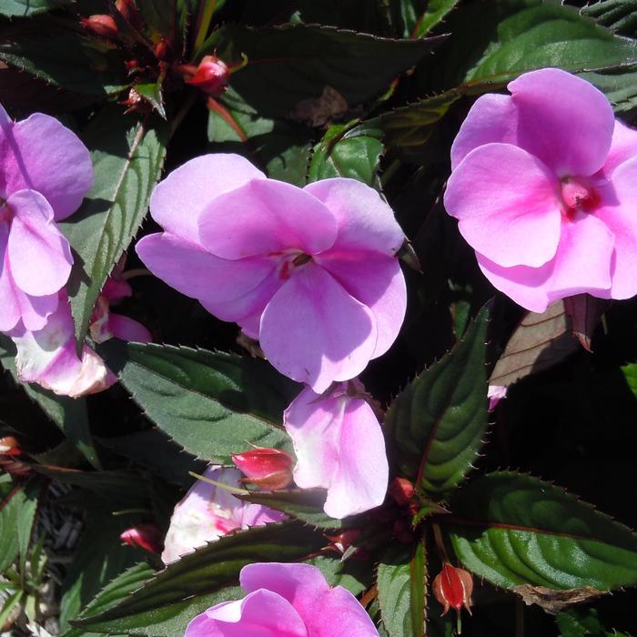 SunPatiens® Lavender Splash - Impatiens from Robinson Florists