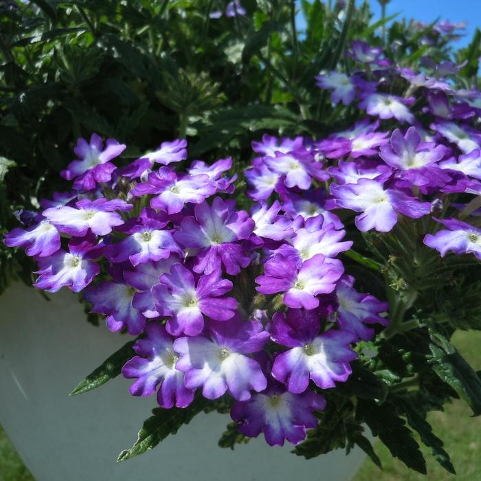 'Wicked Great Grape' - Verbena from Robinson Florists