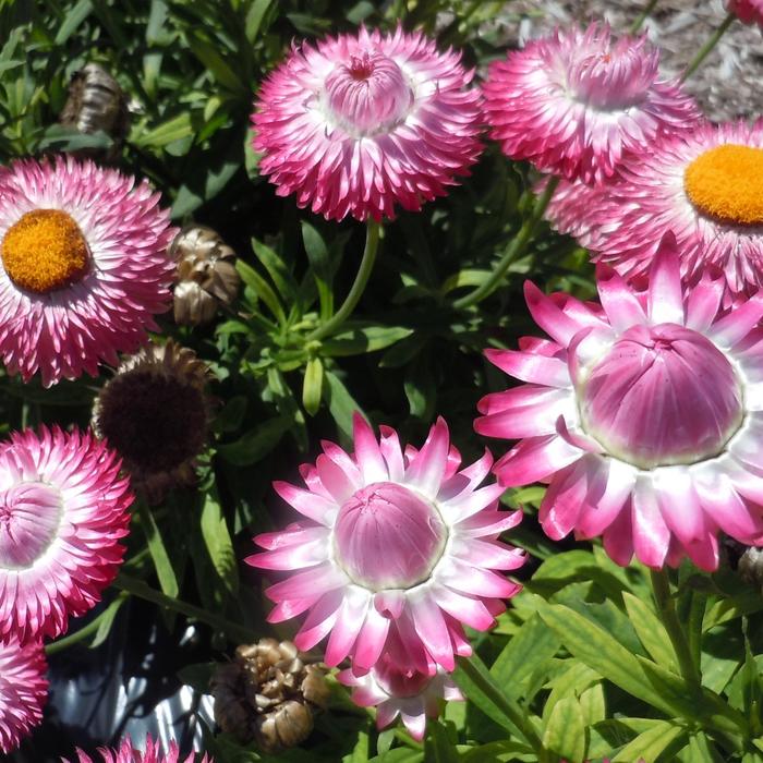 'Granvia Pink' Strawflower - Bracteantha bracteata from Robinson Florists