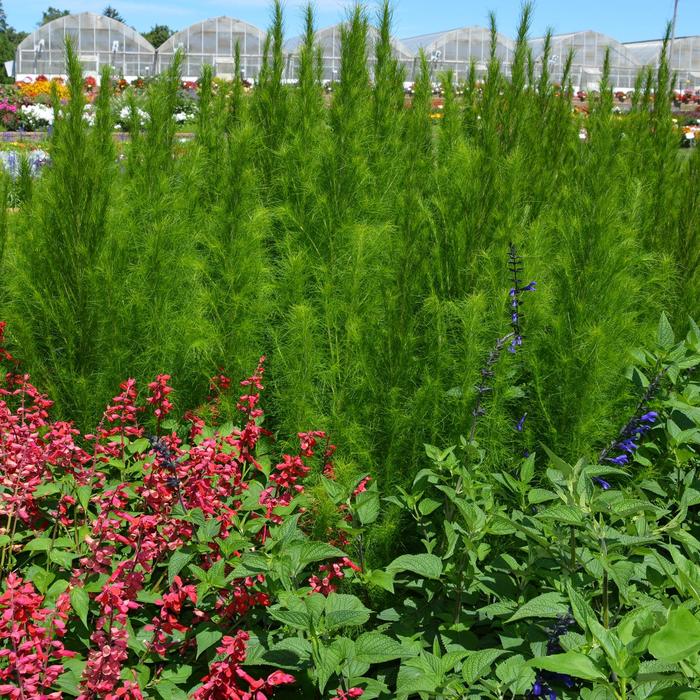 'Elegant Feather' Sneeze weed - Eupatorium capillifolium from Robinson Florists