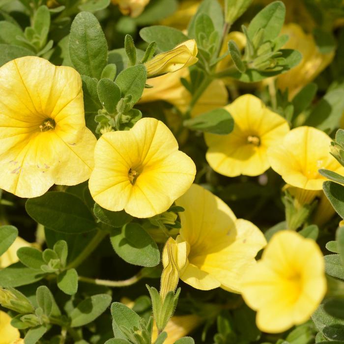 'Bloomtastic Yellow' Million Bells - Calibrachoa from Robinson Florists