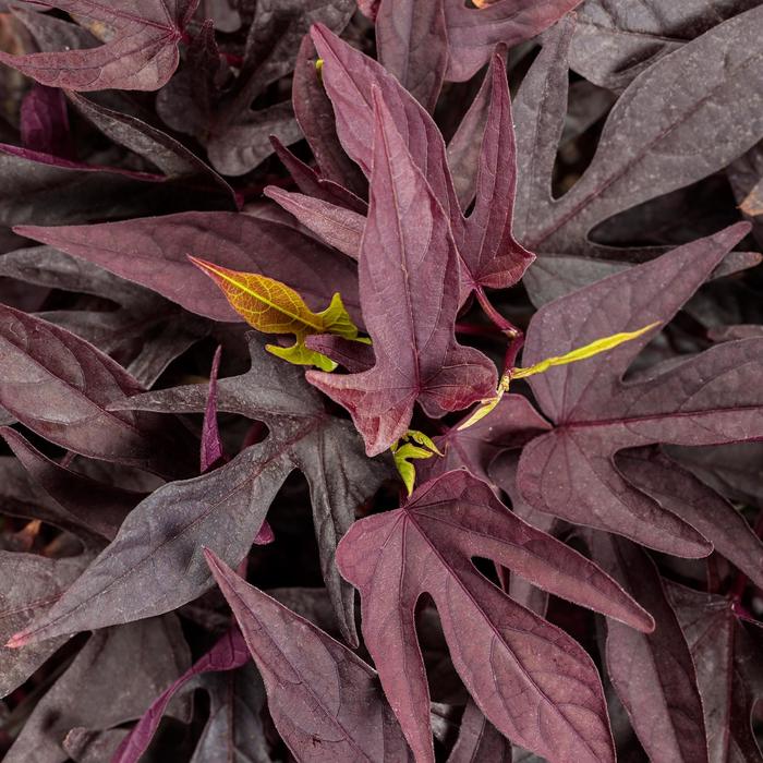 Sweet Caroline Upside™ 'Black Coffee' - Ipomoea batatas (Sweet Potato Vine) from Robinson Florists