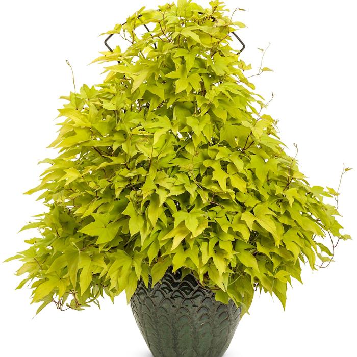 Sweet Caroline Upside™ 'Key Lime' - Ipomoea batatas (Sweet Potato Vine) from Robinson Florists