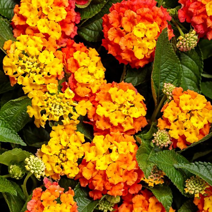 Luscious® 'Basket Tangelo™' - Lantana camara from Robinson Florists