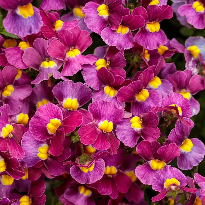 Aromance™ 'Mulberry' - Nemesia fruticans from Robinson Florists