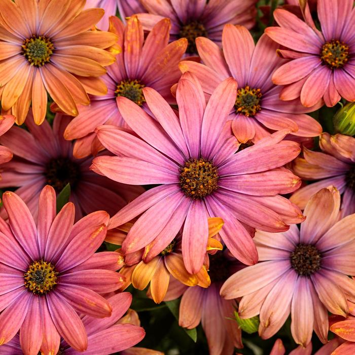 Bright Lights™ 'Horizon™ Sunset' - Osteospermum (African Daisy) from Robinson Florists