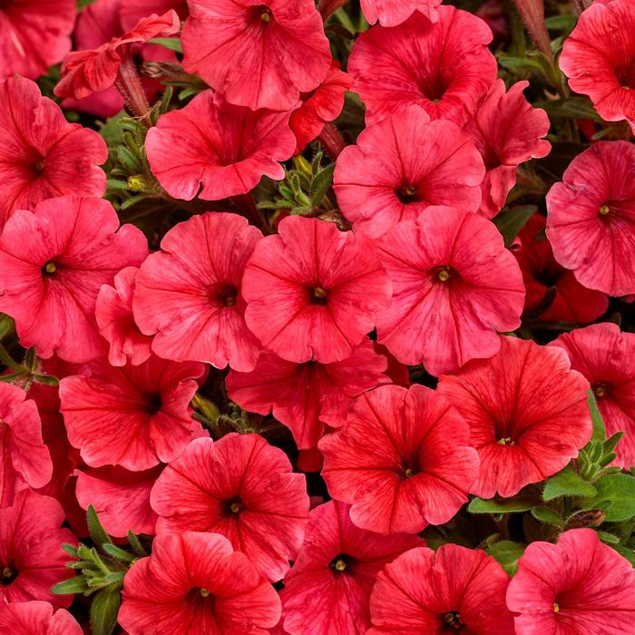 Supertunia Mini Vista® 'Scarlet' - Petunia from Robinson Florists