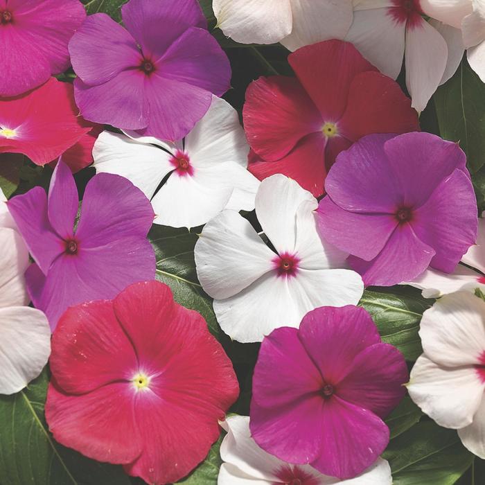 Cora® 'Cascade Mix' - Catharanthus roseus (Vinca) from Robinson Florists