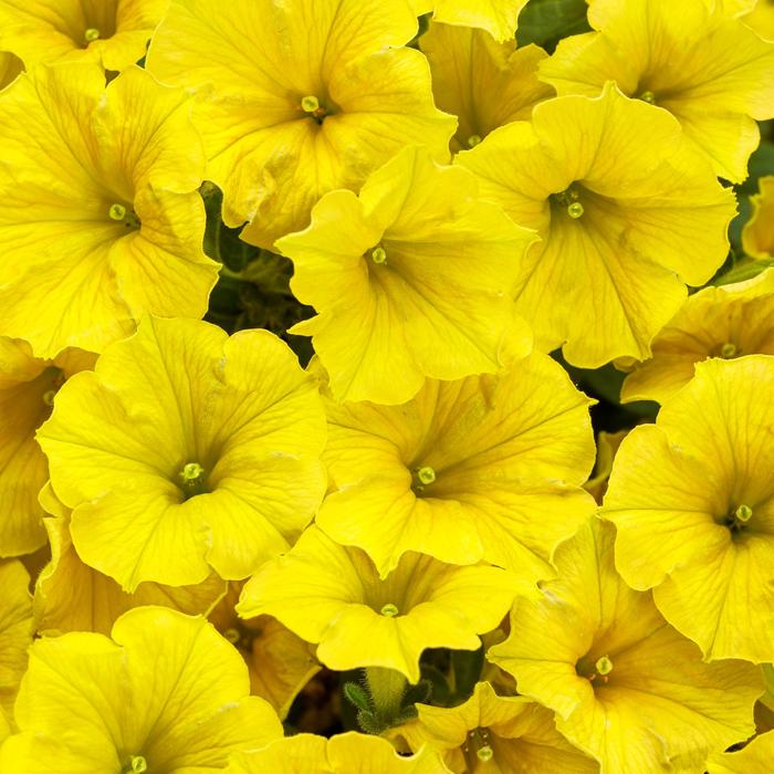 Supertunia Mini Vista® 'Yellow' - Petunia from Robinson Florists