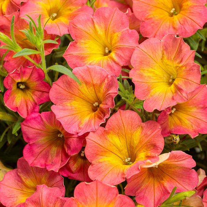 Supertunia® 'Persimmon' - Petunia from Robinson Florists