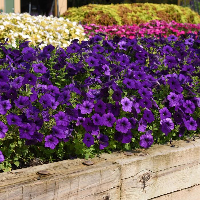 Petunia | E3 Easy Wave® 'Blue' | Robinson Florists