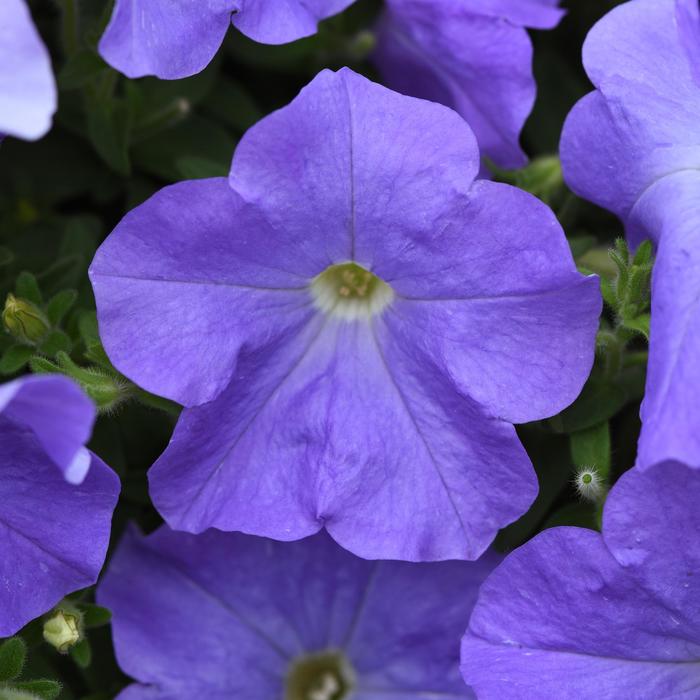 E3 Easy Wave® 'Blue Sky' - Petunia from Robinson Florists