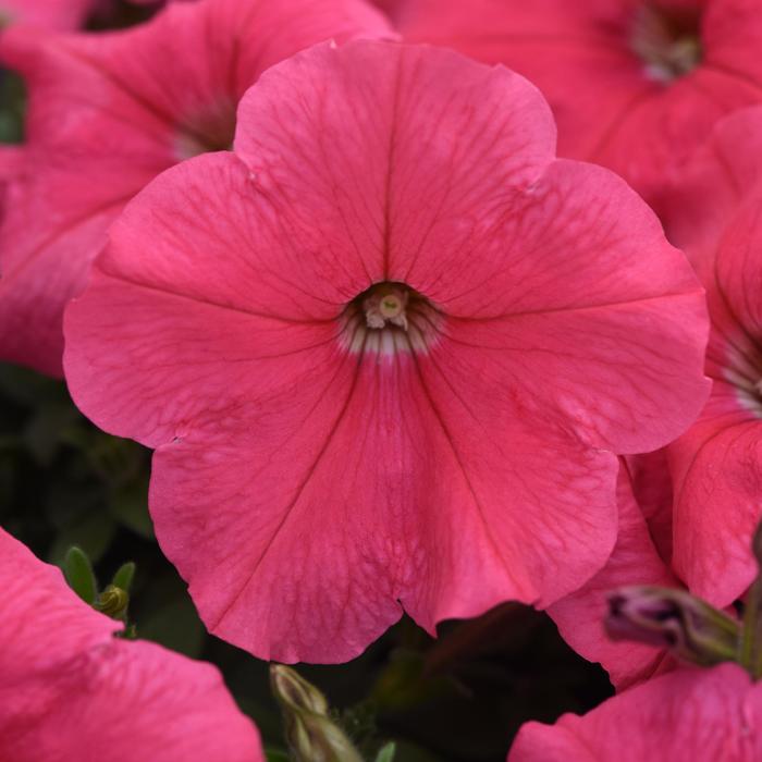 E3 Easy Wave® 'Coral' - Petunia from Robinson Florists