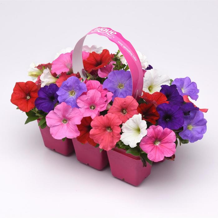 E3 Easy Wave® 'Formula Mix' - Petunia from Robinson Florists