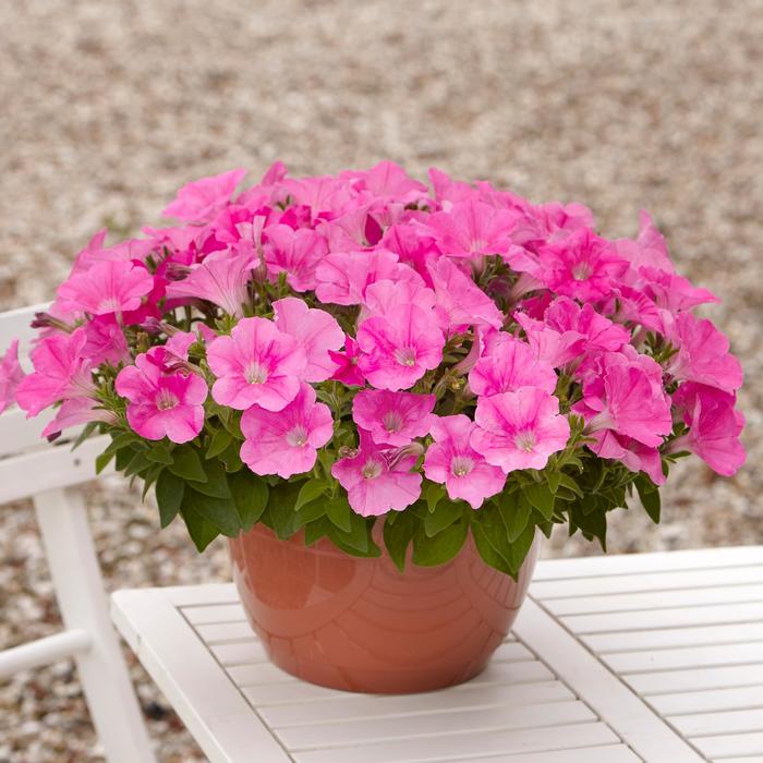 E3 Easy Wave® 'Pink' - Petunia from Robinson Florists