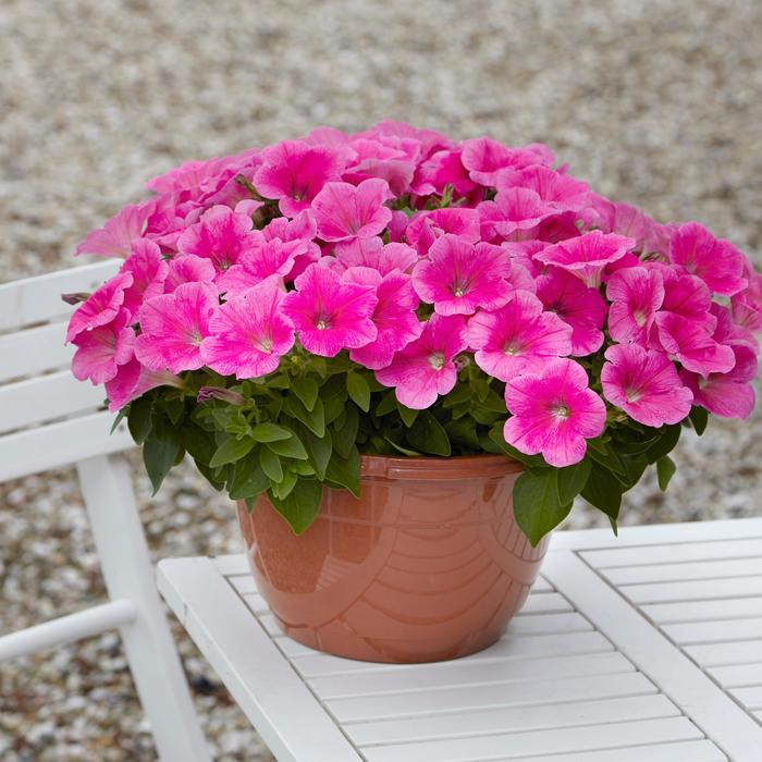 E3 Easy Wave® 'Pink Cosmo' - Petunia from Robinson Florists