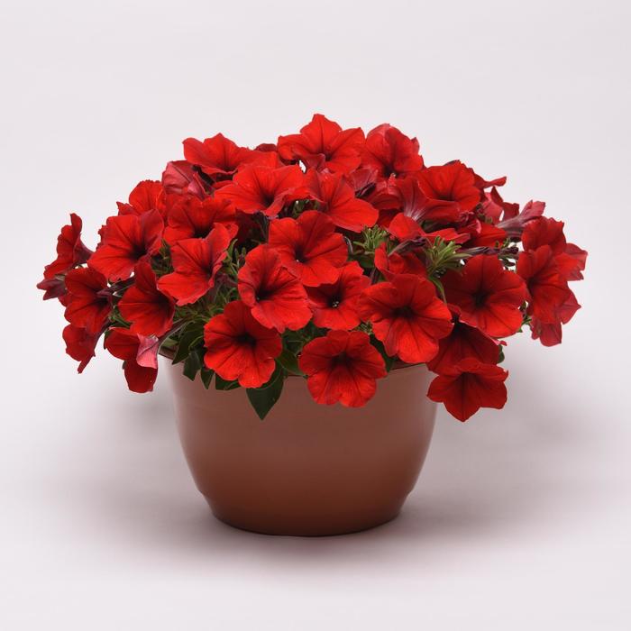 E3 Easy Wave® 'Red' - Petunia from Robinson Florists