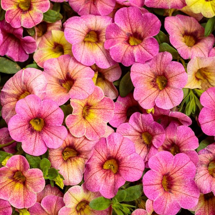 Superbells® 'Prism™ Pink Lemonade' - Calibrachoa from Robinson Florists