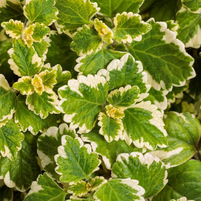 'Variegata' Swedish Ivy - Plectranthus coleoides from Robinson Florists