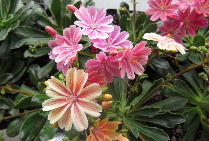 'Elise' - Lewisia cotyledon from Robinson Florists