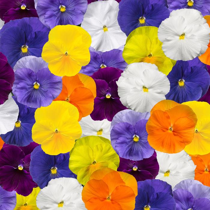 Delta™ Pro Clear Colors Mix - Viola x wittrockiana (Pansy) from Robinson Florists