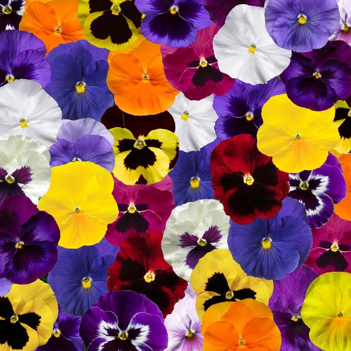 Delta™ Pro All Colors Mix - Viola x wittrockiana (Pansy) from Robinson Florists