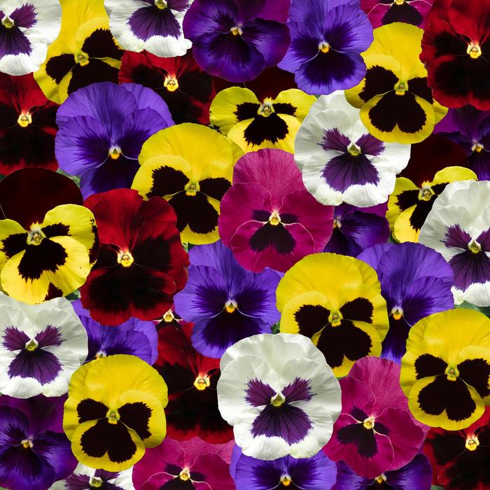 Viola x wittrockiana (Pansy) | Delta™ Pro Blotch Mix | Robinson Florists