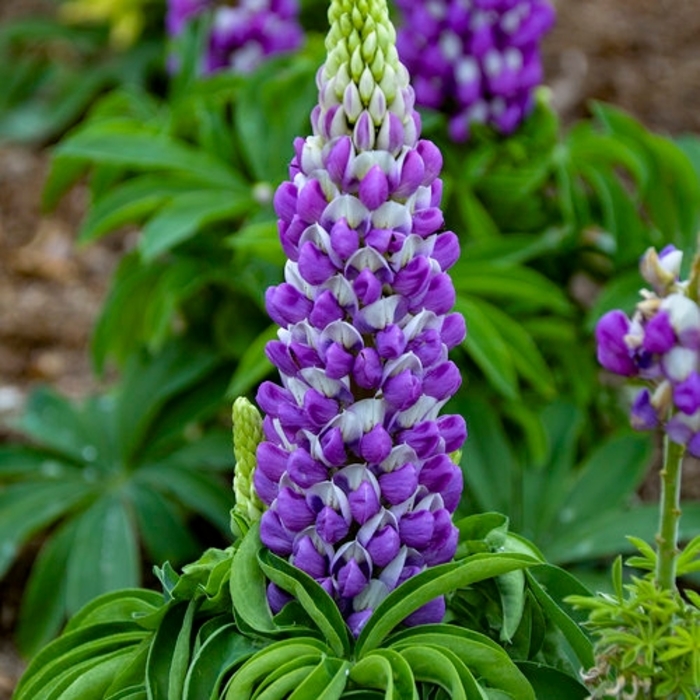 'Gallery Mix' Lupine - Lupinus polyphyllus from Robinson Florists