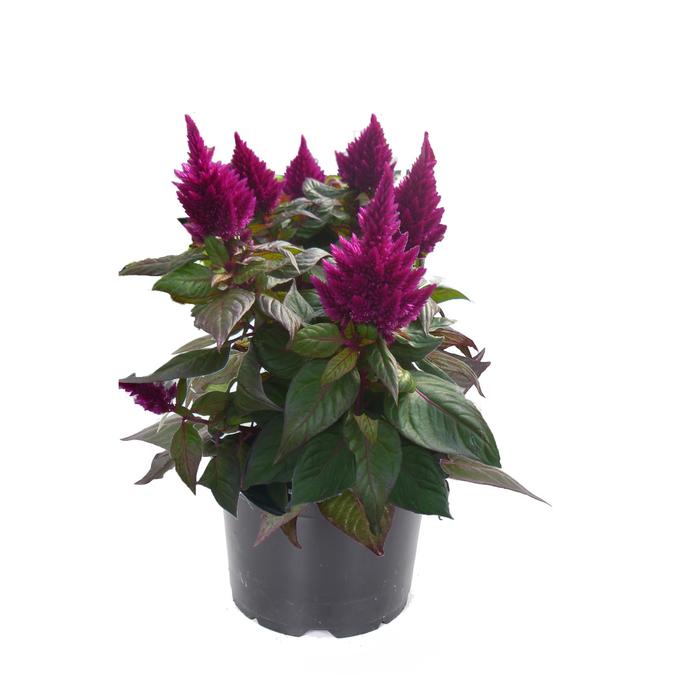 Kelos® Fire Purple - Celosia spicata (Cockscomb) from Robinson Florists