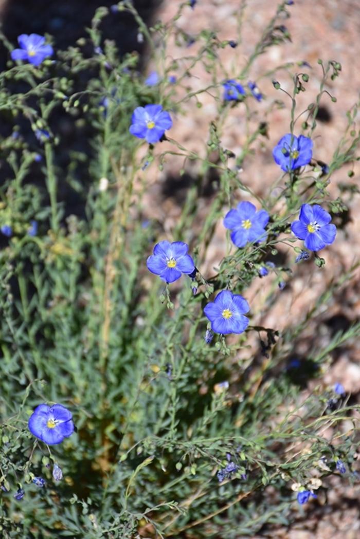 Blue flax - Linum lewisii from Robinson Florists