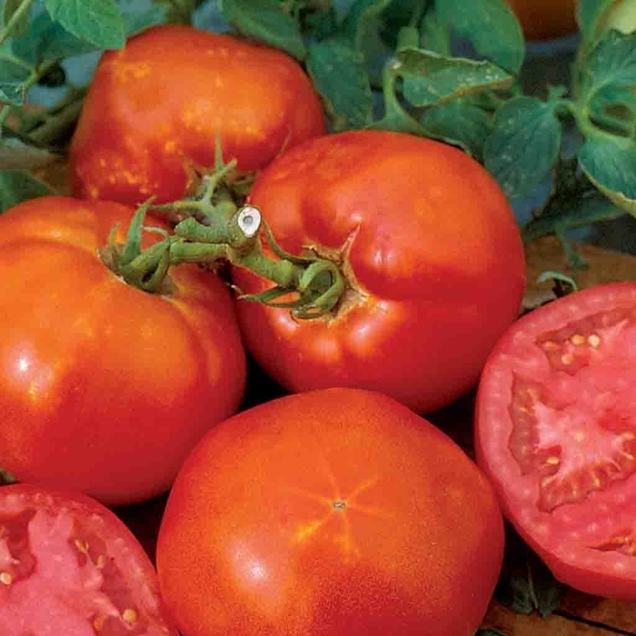 'Big Boy' Tomato - Lycopersicon esculentum from Robinson Florists