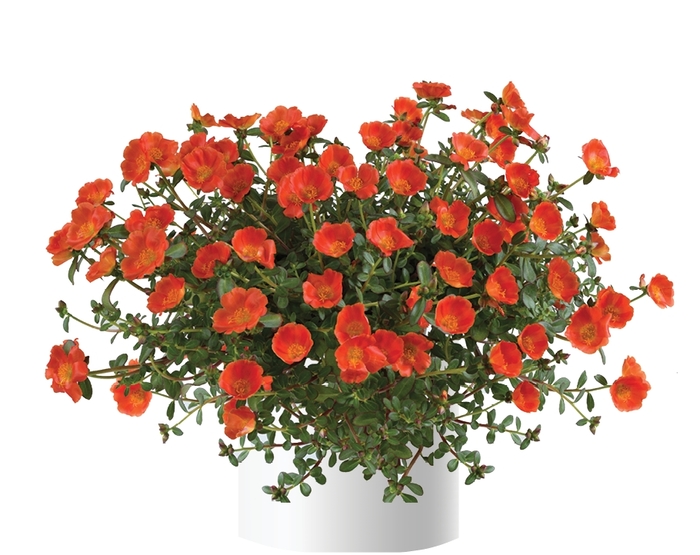 Mega Pazzaz™ 'Orange' - Portulaca oleracea from Robinson Florists