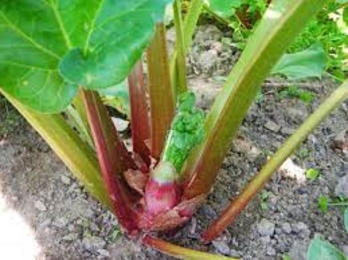 'Victoria' Rhubarb - Rheum rhabarbarum from Robinson Florists