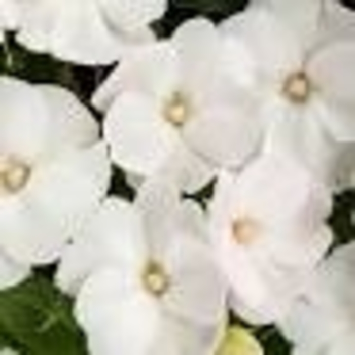 SunPatiens® Compact Classic White - Impatiens from Robinson Florists