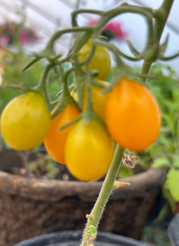 Culinary Couture™ ''Yellow Pear'' - Lycopersicon esculentum (Tomato) from Robinson Florists