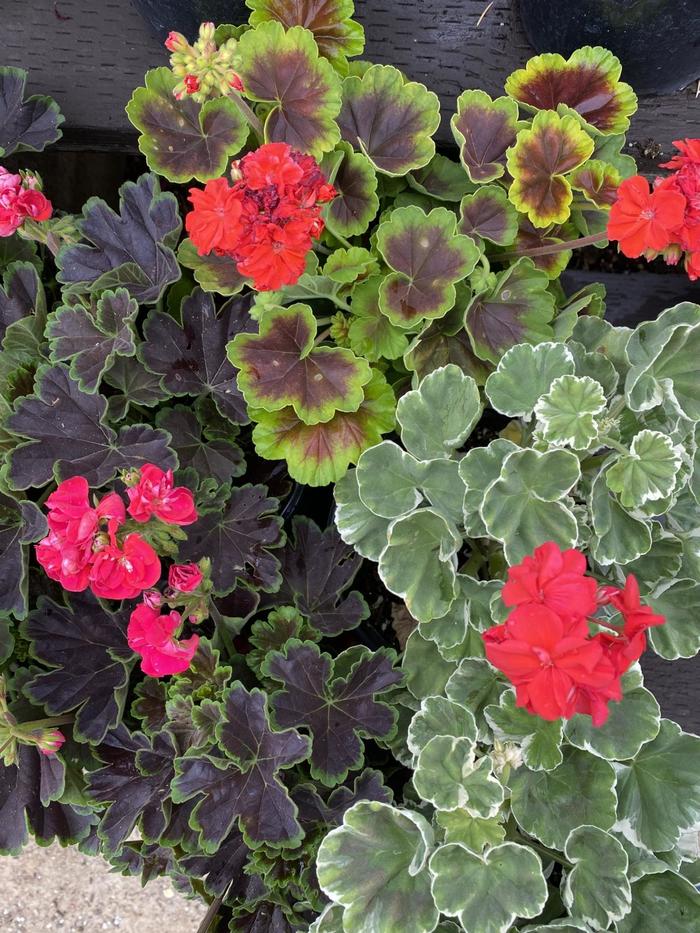 'Brocade Series' Zonal Geranium - Pelargonium x hortorum from Robinson Florists