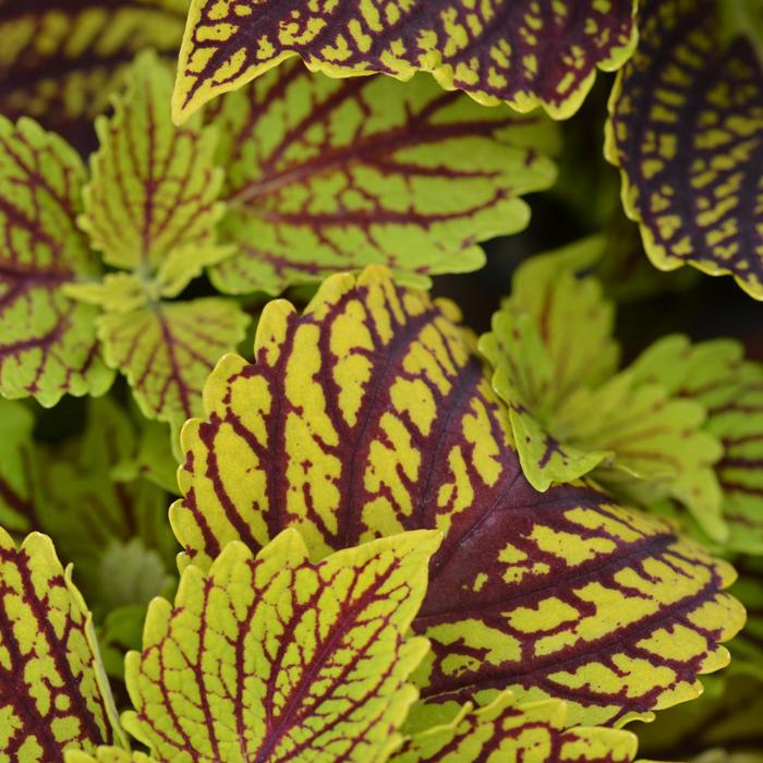 Main Street 'Venice Boulevard' - coleus from Robinson Florists