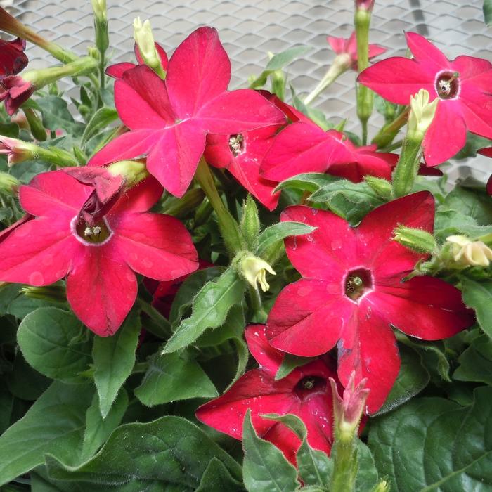 Saratoga™ 'Red' - Nicotiana x alata (Flowering Tobacco) from Robinson Florists