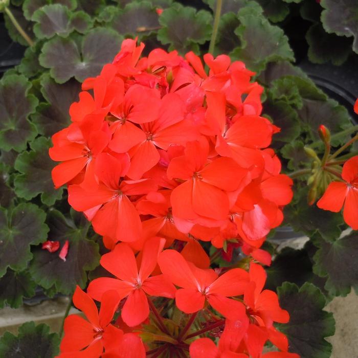 'Brocade Fire Night' Geranium - Pelargonium from Robinson Florists